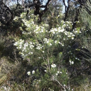 Ricinocarpos pinifolius at Beecroft Peninsula, NSW - 29 Sep 2020
