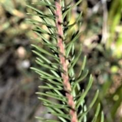 Conospermum ericifolium at Beecroft Peninsula, NSW - 29 Sep 2020 by plants