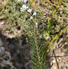 Conospermum ericifolium at Beecroft Peninsula, NSW - 29 Sep 2020 02:18 AM