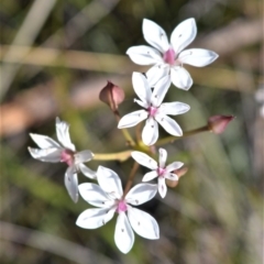 Burchardia umbellata (Milkmaids) at Beecroft Peninsula, NSW - 28 Sep 2020 by plants