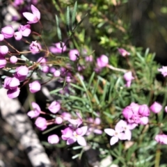 Boronia pinnata (Pinnate Boronia) at Beecroft Peninsula, NSW - 28 Sep 2020 by plants