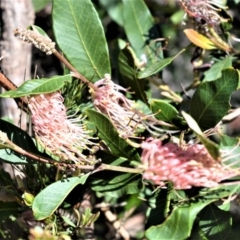 Grevillea macleayana (Jervis Bay Grevillea) at Beecroft Peninsula, NSW - 28 Sep 2020 by plants