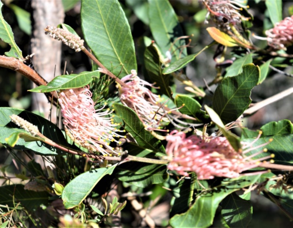 Grevillea macleayana at Beecroft Peninsula, NSW - 29 Sep 2020