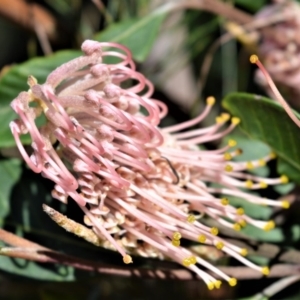 Grevillea macleayana at Beecroft Peninsula, NSW - 29 Sep 2020 02:21 AM
