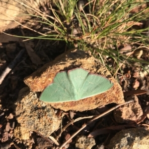 Prasinocyma semicrocea at Hackett, ACT - 25 Sep 2020