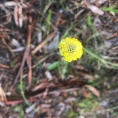 Craspedia variabilis (Common Billy Buttons) at Mount Majura - 24 Sep 2020 by Louisab