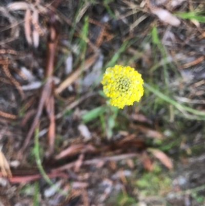 Craspedia variabilis (Common Billy Buttons) at Mount Majura - 24 Sep 2020 by Louisab