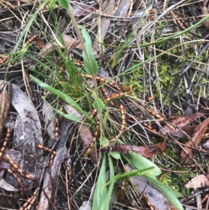 Craspedia variabilis at Watson, ACT - suppressed