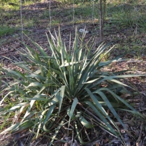 Yucca sp. at Chisholm, ACT - 30 May 2020