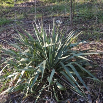 Yucca sp. at Chisholm, ACT - 30 May 2020 by michaelb