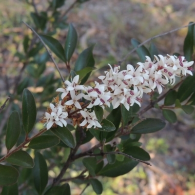Ligustrum sinense (Narrow-leaf Privet, Chinese Privet) at Chisholm, ACT - 30 May 2020 by MichaelBedingfield