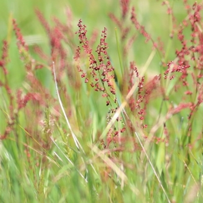 Rumex acetosella (Sheep Sorrel) at WREN Reserves - 28 Sep 2020 by Kyliegw