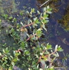 Lythrum hyssopifolia (Small Loosestrife) at Chisholm, ACT - 30 May 2020 by michaelb