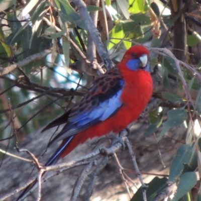 Platycercus elegans (Crimson Rosella) at Chisholm, ACT - 30 May 2020 by MichaelBedingfield