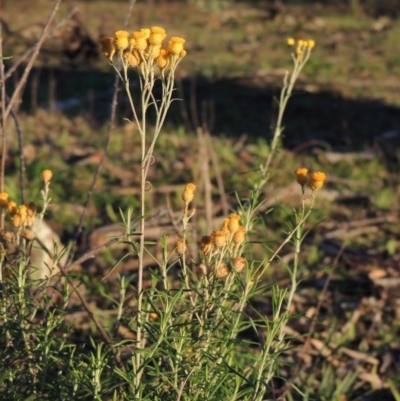 Chrysocephalum semipapposum (Clustered Everlasting) at Chisholm, ACT - 30 May 2020 by michaelb