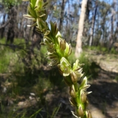Prasophyllum elatum (Tall Leek Orchid) at Wollondilly Local Government Area - 27 Sep 2020 by Curiosity