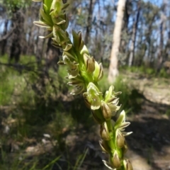 Prasophyllum elatum (Tall Leek Orchid) at Buxton, NSW - 28 Sep 2020 by Curiosity