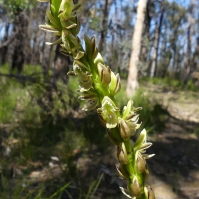 Prasophyllum elatum (Tall Leek Orchid) at Buxton, NSW - 27 Sep 2020 by Curiosity