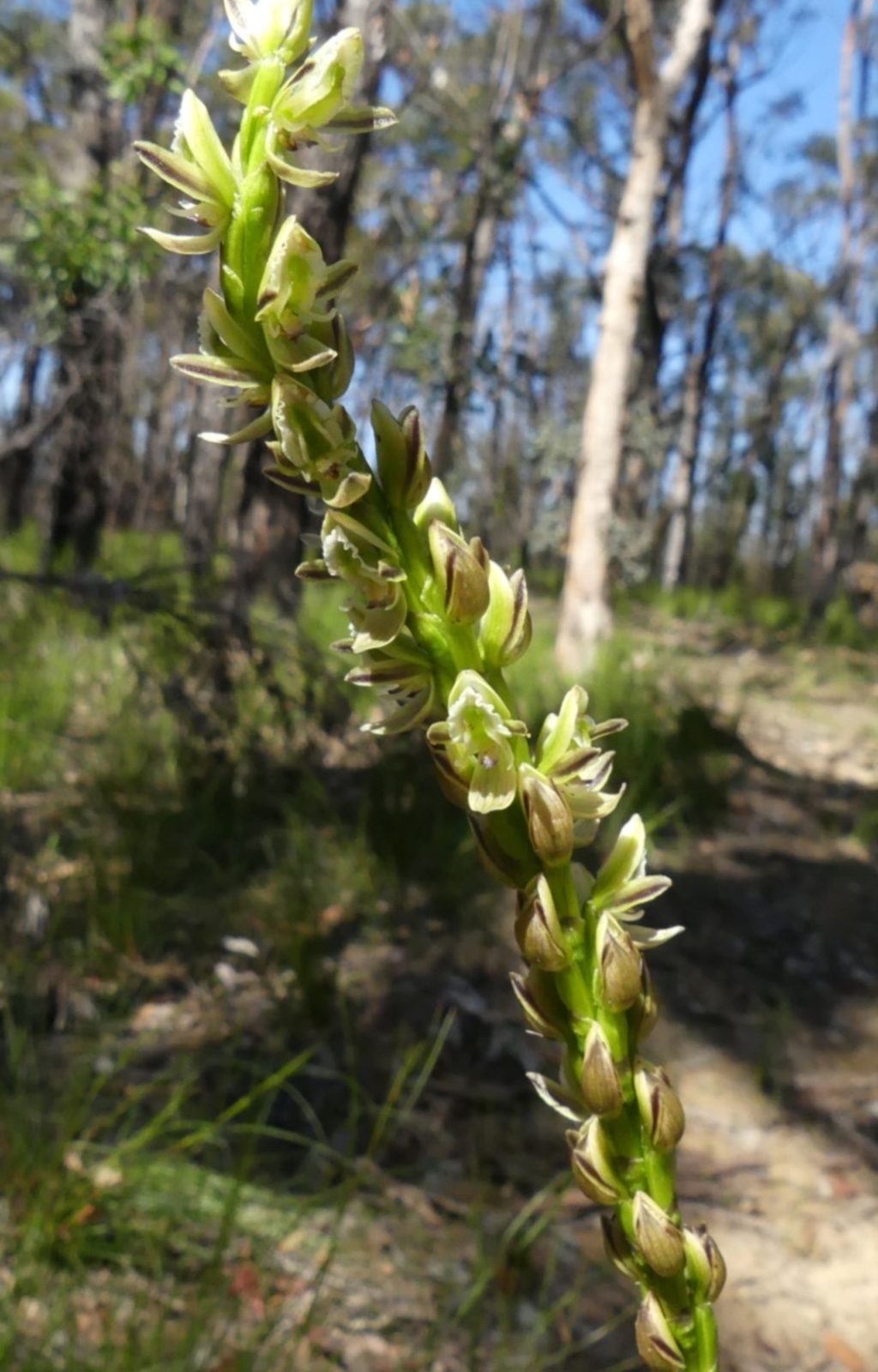 Prasophyllum elatum at Buxton, NSW - 28 Sep 2020