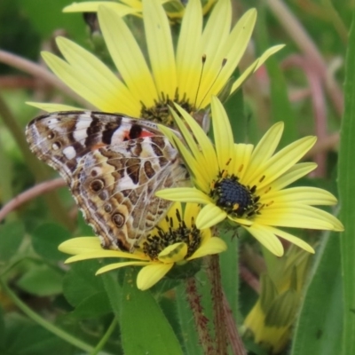 Vanessa kershawi (Australian Painted Lady) at Namadgi National Park - 27 Sep 2020 by RodDeb