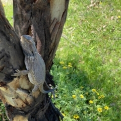 Pogona barbata (Eastern Bearded Dragon) at Callum Brae - 28 Sep 2020 by Shazw