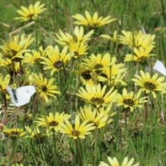 Arctotheca calendula (Capeweed, Cape Dandelion) at Paddys River, ACT - 27 Sep 2020 by RodDeb