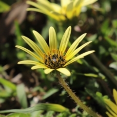 Arctotheca calendula at Paddys River, ACT - 27 Sep 2020