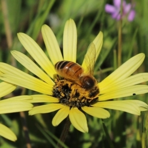 Arctotheca calendula at Paddys River, ACT - 27 Sep 2020