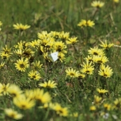 Arctotheca calendula at Paddys River, ACT - 27 Sep 2020 11:52 AM