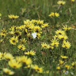 Arctotheca calendula at Paddys River, ACT - 27 Sep 2020