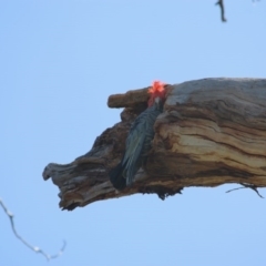 Callocephalon fimbriatum (Gang-gang Cockatoo) at Red Hill, ACT - 29 Sep 2020 by LisaH