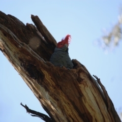 Callocephalon fimbriatum at Red Hill, ACT - 29 Sep 2020