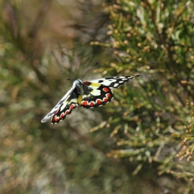 Delias aganippe (Spotted Jezebel) at Namadgi National Park - 27 Sep 2020 by RodDeb