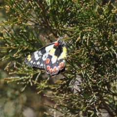 Delias aganippe at Paddys River, ACT - 27 Sep 2020 11:45 AM