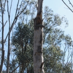 Callocephalon fimbriatum (Gang-gang Cockatoo) at Federal Golf Course - 29 Sep 2020 by LisaH