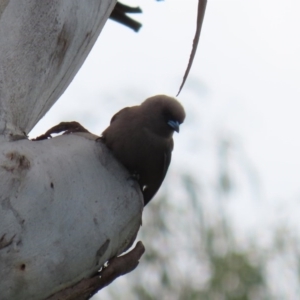 Artamus cyanopterus at Tharwa, ACT - 27 Sep 2020