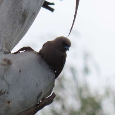 Artamus cyanopterus cyanopterus (Dusky Woodswallow) at Tharwa, ACT - 27 Sep 2020 by RodDeb