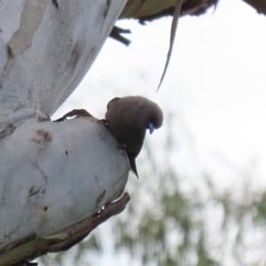 Artamus cyanopterus at Tharwa, ACT - 27 Sep 2020