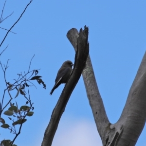 Artamus cyanopterus at Tharwa, ACT - 27 Sep 2020