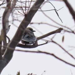 Artamus cyanopterus at Tharwa, ACT - 27 Sep 2020