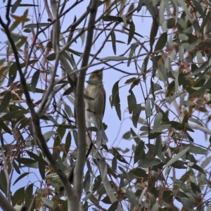 Ptilotula fusca at Tharwa, ACT - 27 Sep 2020