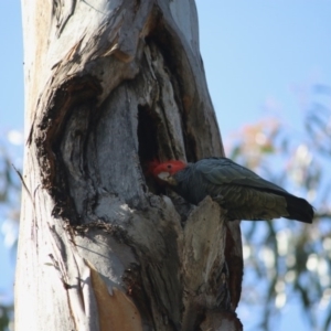 Callocephalon fimbriatum at Red Hill, ACT - 29 Sep 2020