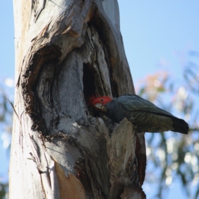 Callocephalon fimbriatum (Gang-gang Cockatoo) at Federal Golf Course - 29 Sep 2020 by LisaH