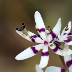 Spathulina acroleuca (A seed fly) at Namadgi National Park - 27 Sep 2020 by RodDeb