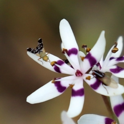 Spathulina acroleuca (A seed fly) at Namadgi National Park - 27 Sep 2020 by RodDeb