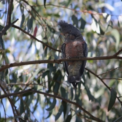 Callocephalon fimbriatum (Gang-gang Cockatoo) at Red Hill, ACT - 29 Sep 2020 by LisaH