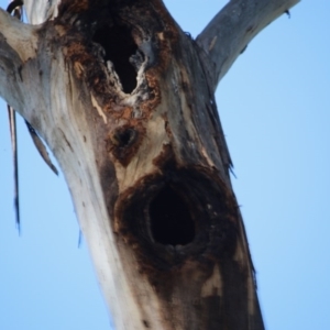 Callocephalon fimbriatum at Red Hill, ACT - 29 Sep 2020