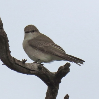 Microeca fascinans (Jacky Winter) at Tennent, ACT - 27 Sep 2020 by RodDeb