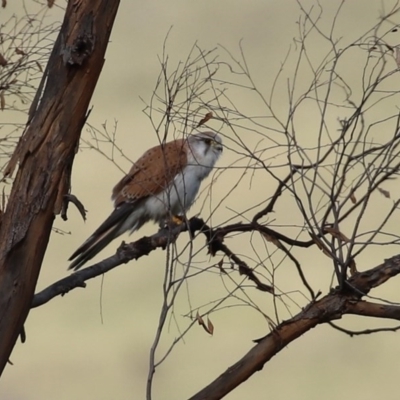 Falco cenchroides (Nankeen Kestrel) at Gigerline Nature Reserve - 27 Sep 2020 by RodDeb