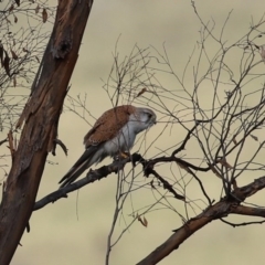 Falco cenchroides at Tharwa, ACT - 27 Sep 2020 03:00 PM